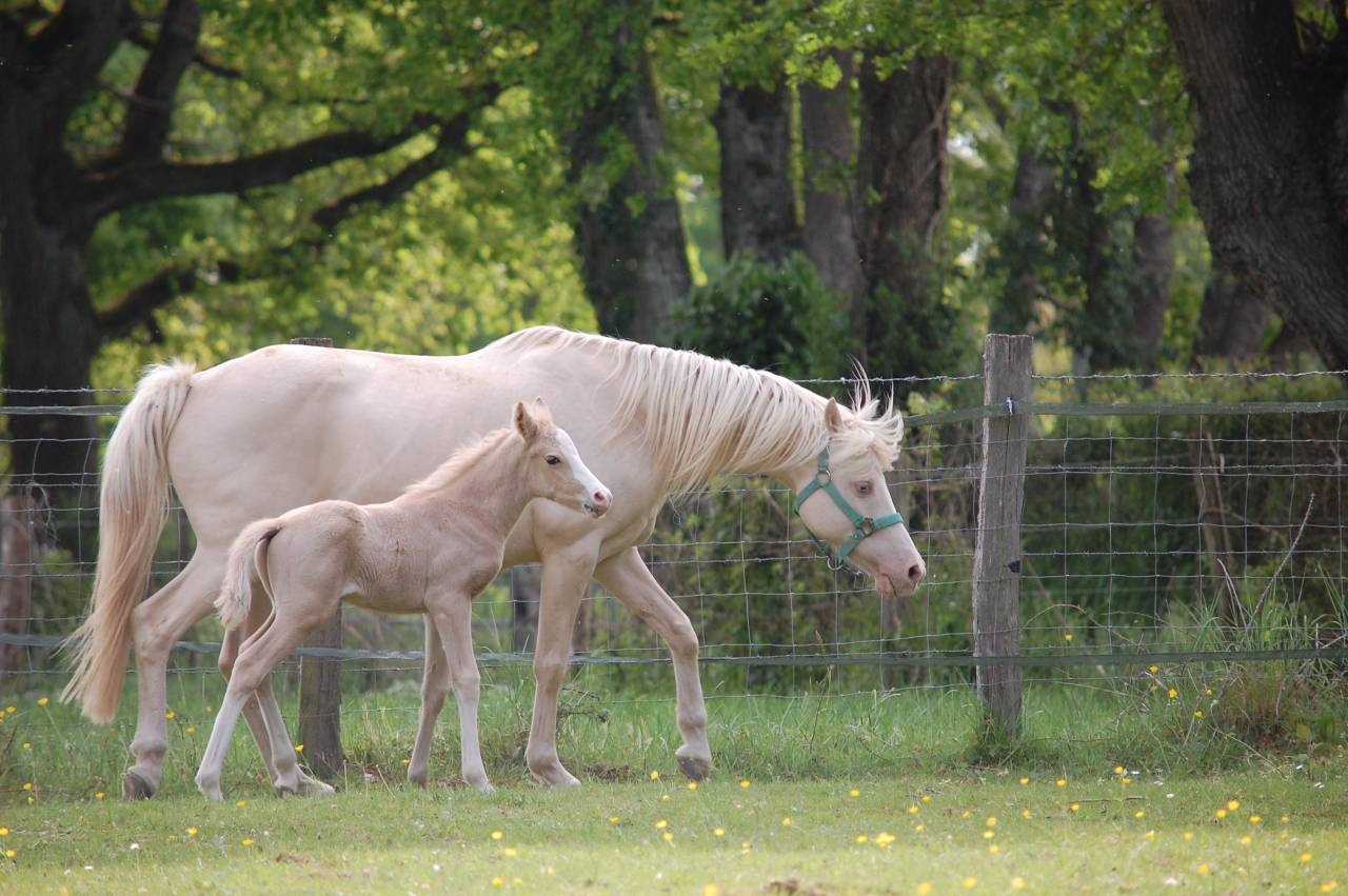 Puledro PFS Pony Francese da Sella In vendita 2026 Palomino ,  Beukenoords balans