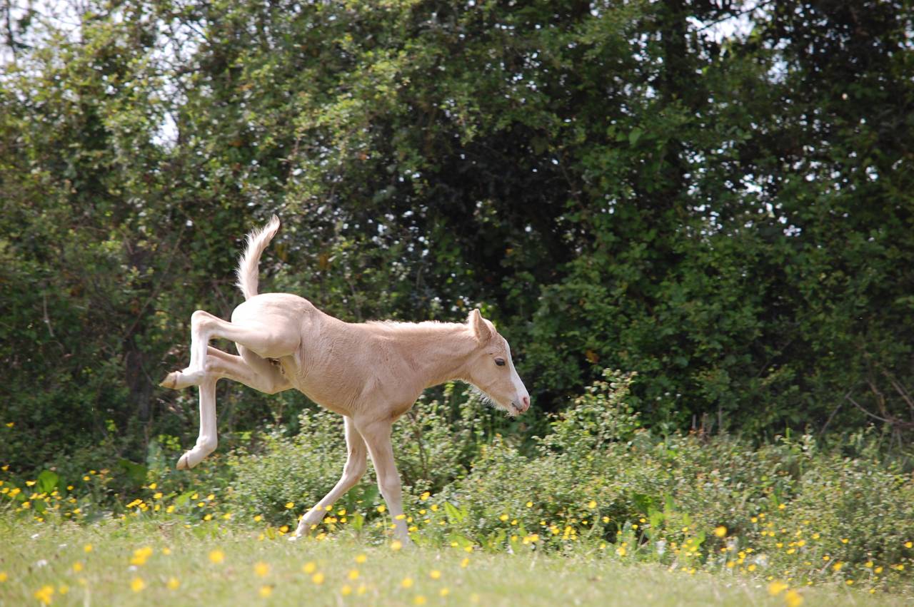 Puledro PFS Pony Francese da Sella In vendita 2026 Palomino ,  Beukenoords balans