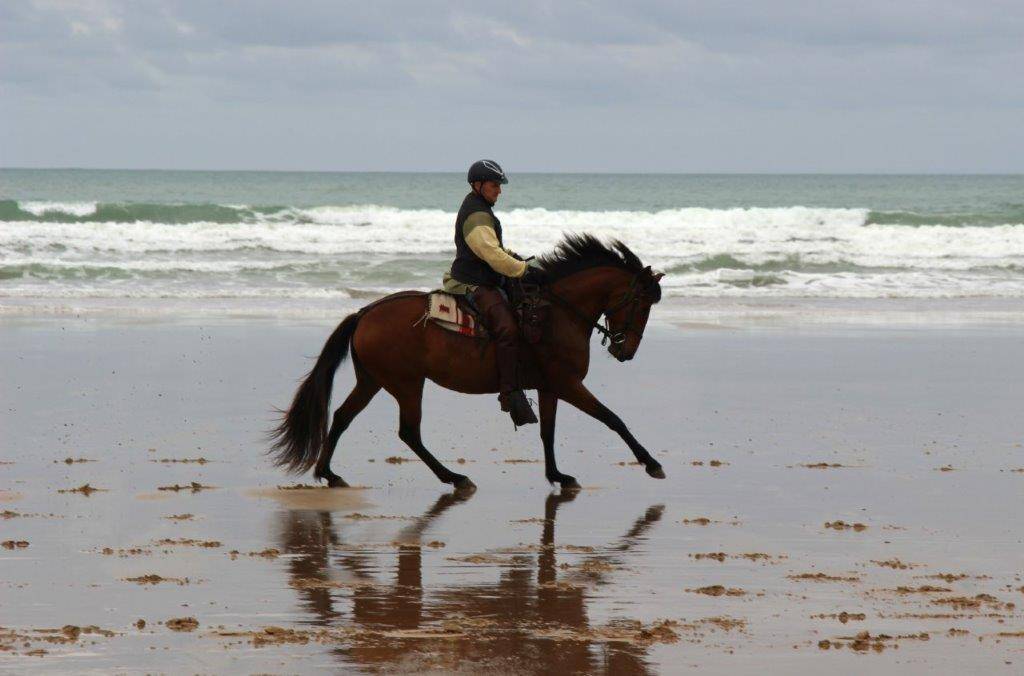 Cavalla Lusitano In vendita 2014 Baio ,  vibrato