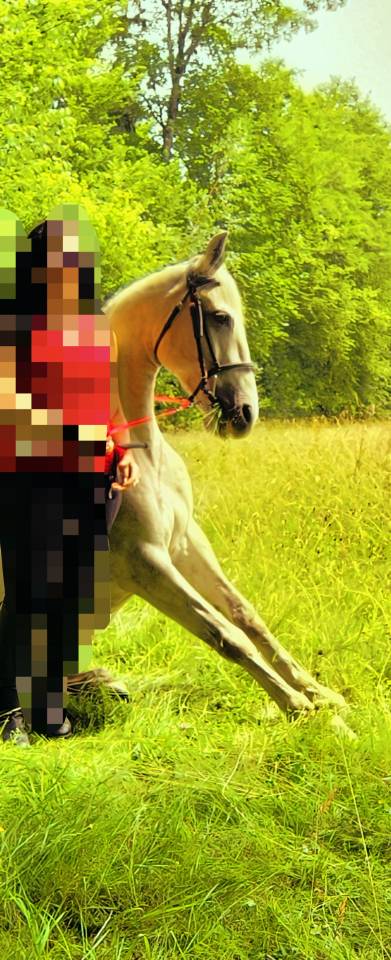 Castrone Origine non conosciuta  In vendita 2016 Grigio ,  FITI ESP