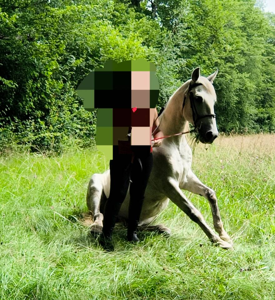 Castrone Origine non conosciuta  In vendita 2016 Grigio ,  FITI ESP