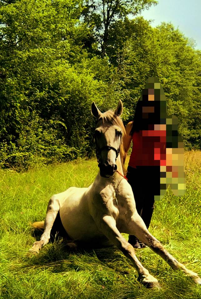 Castrone Origine non conosciuta  In vendita 2016 Grigio ,  FITI ESP