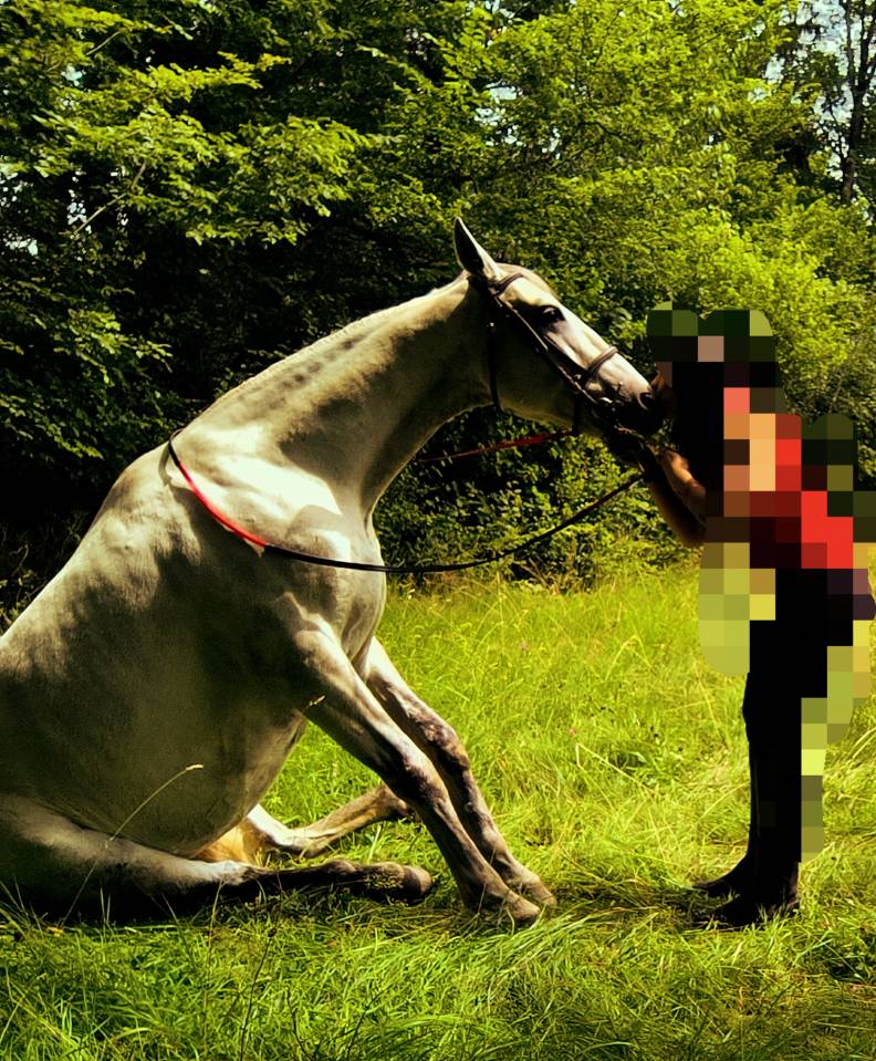 Castrone Origine non conosciuta  In vendita 2016 Grigio ,  FITI ESP