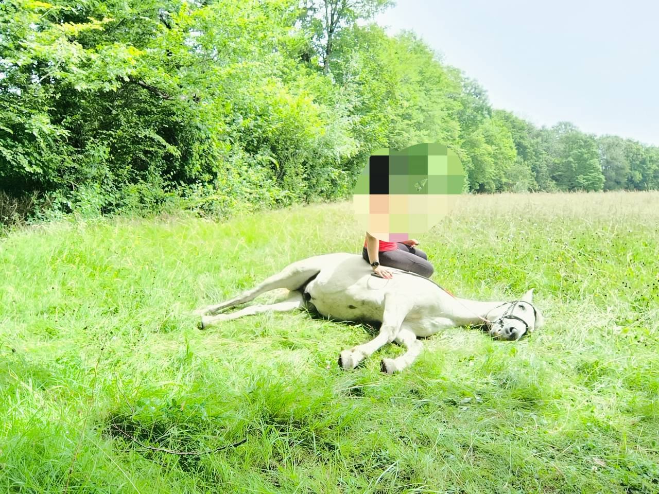 Castrone Origine non conosciuta  In vendita 2016 Grigio ,  FITI ESP