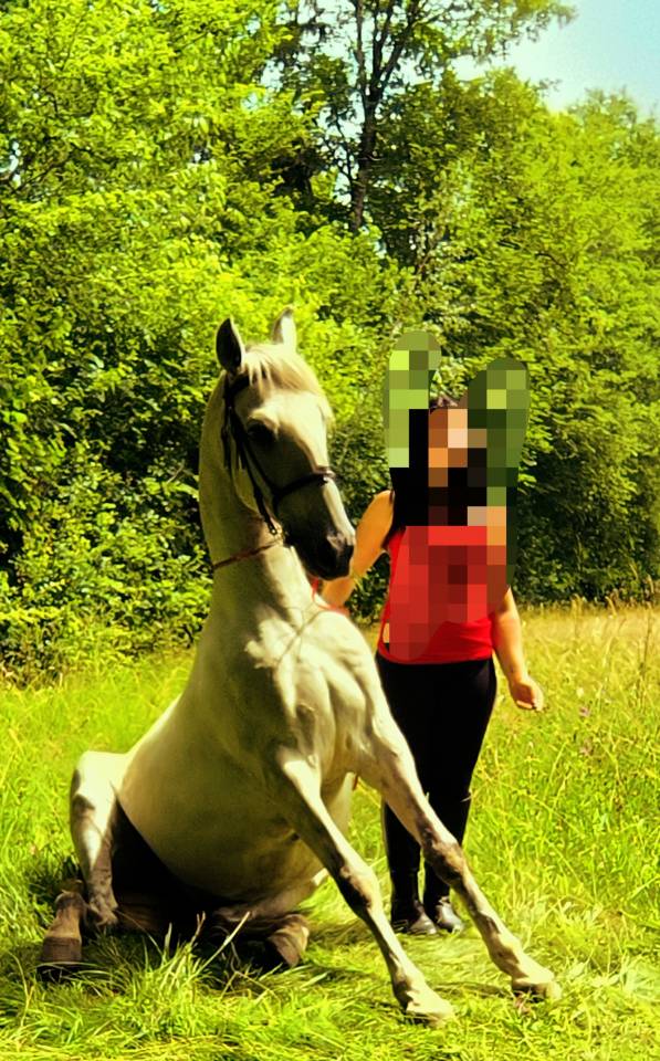 Castrone Origine non conosciuta  In vendita 2016 Grigio ,  FITI ESP