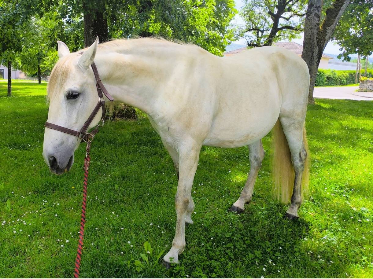 Castrone Origine non conosciuta  In vendita 2016 Grigio ,  FITI ESP