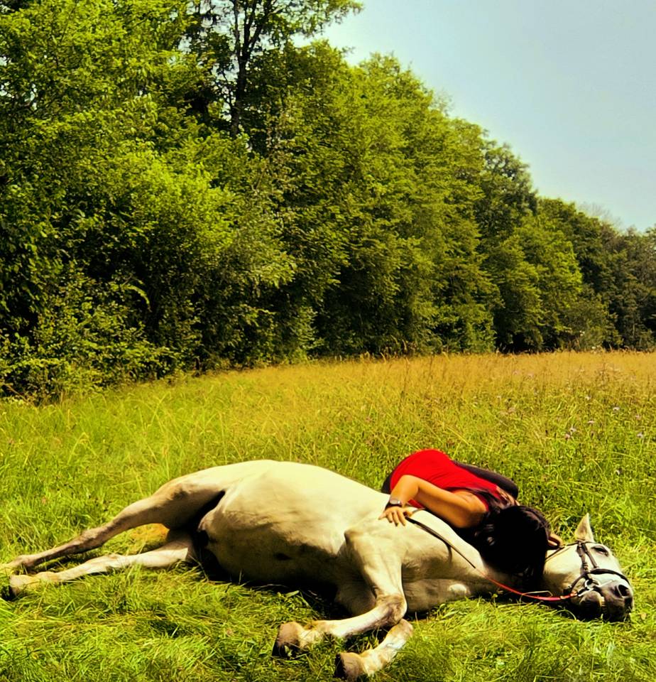 Castrone Origine non conosciuta  In vendita 2016 Grigio ,  FITI ESP