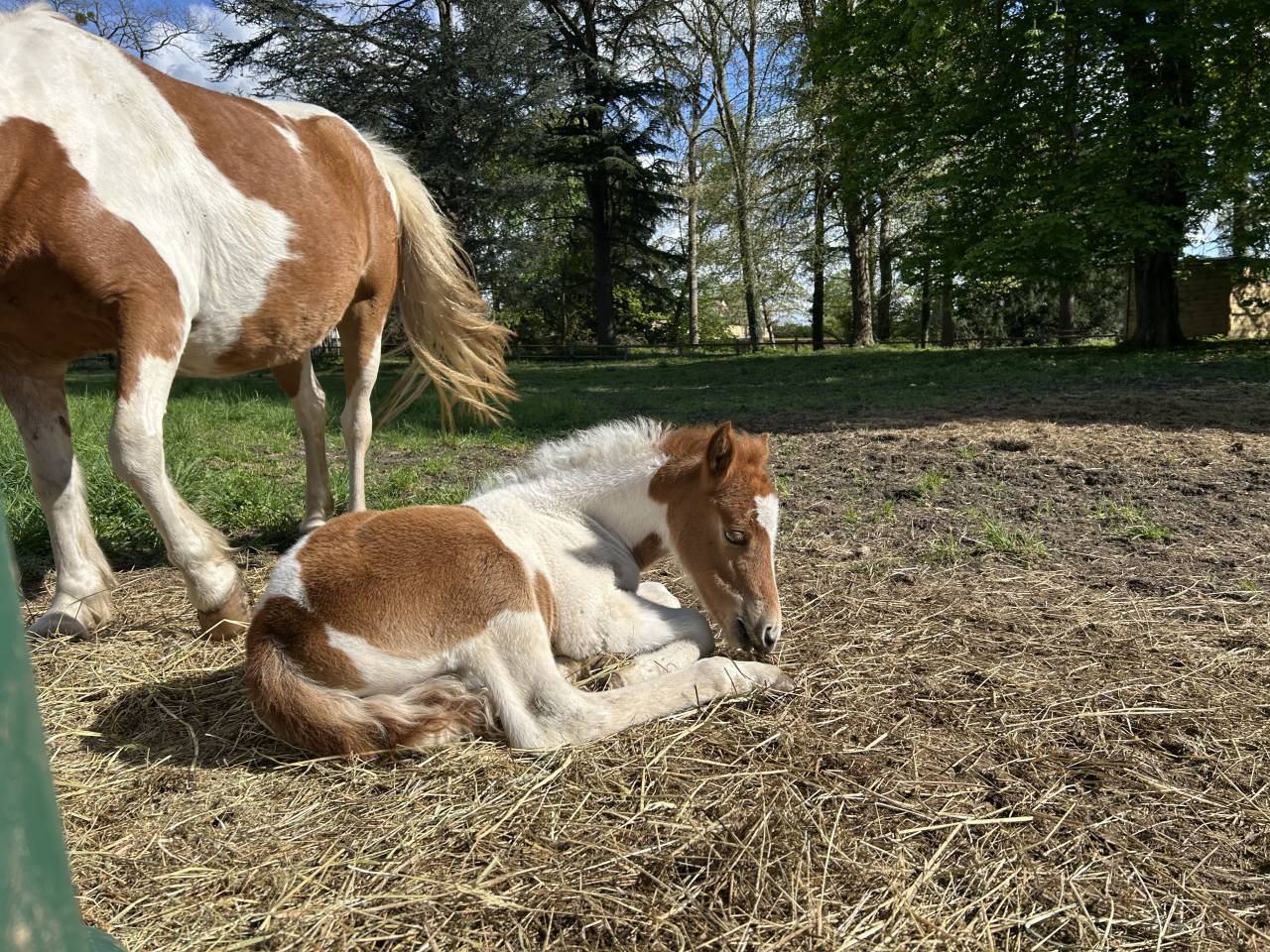Puledra PFS Pony Francese da Sella In vendita 2025 Pezzato ,  EUROGEN FANTOMAS