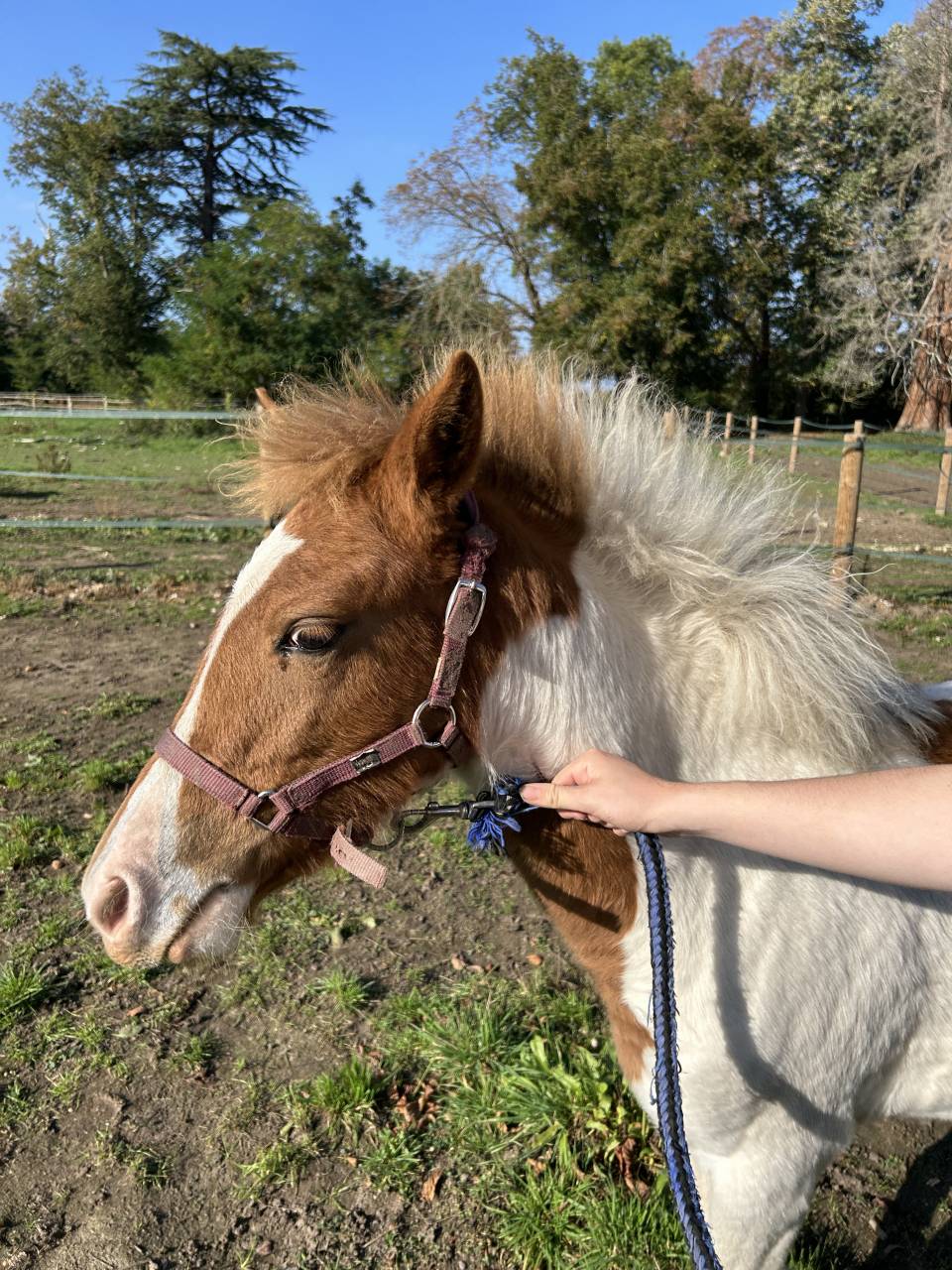 Puledra PFS Pony Francese da Sella In vendita 2025 Pezzato ,  EUROGEN FANTOMAS