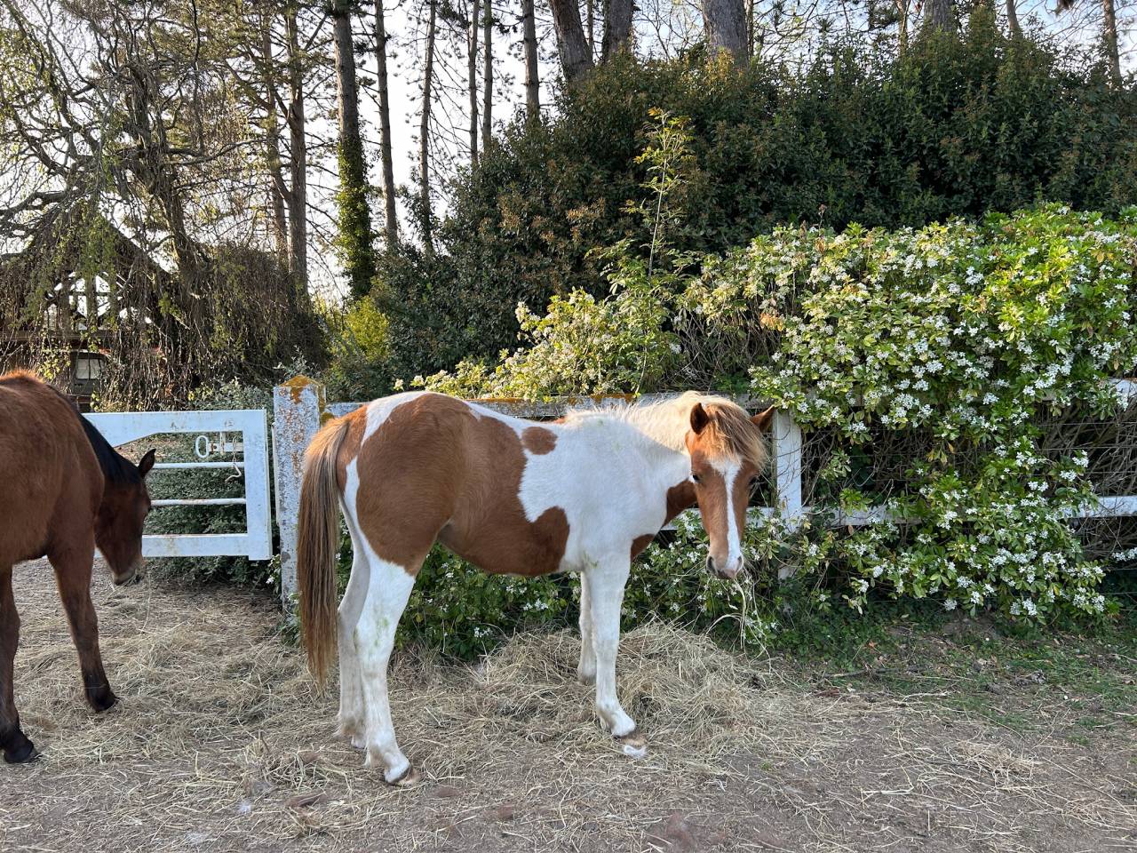 Puledra PFS Pony Francese da Sella In vendita 2025 Pezzato ,  EUROGEN FANTOMAS
