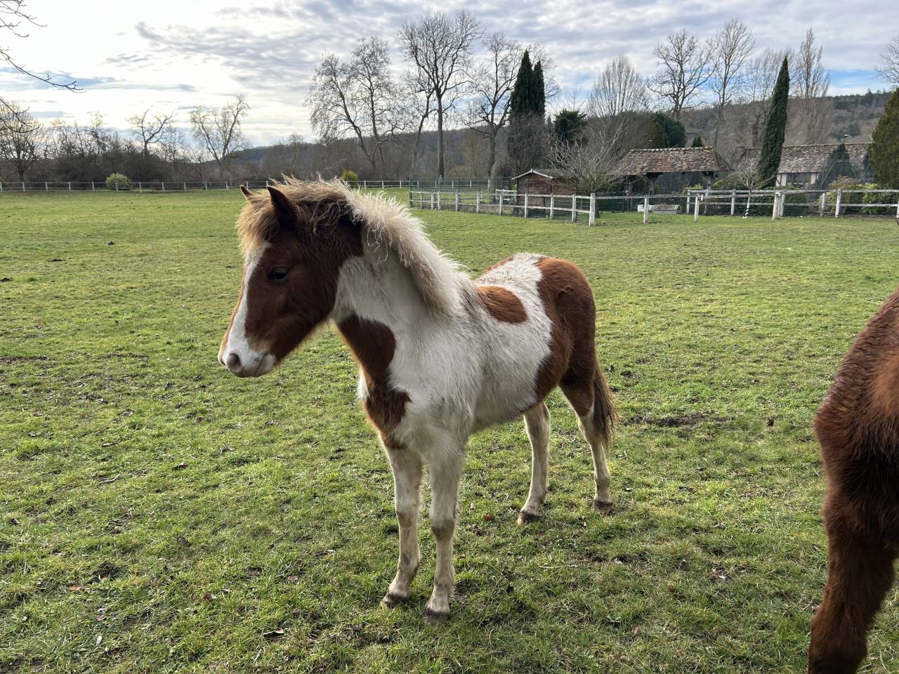 Puledra PFS Pony Francese da Sella In vendita 2025 Pezzato ,  EUROGEN FANTOMAS