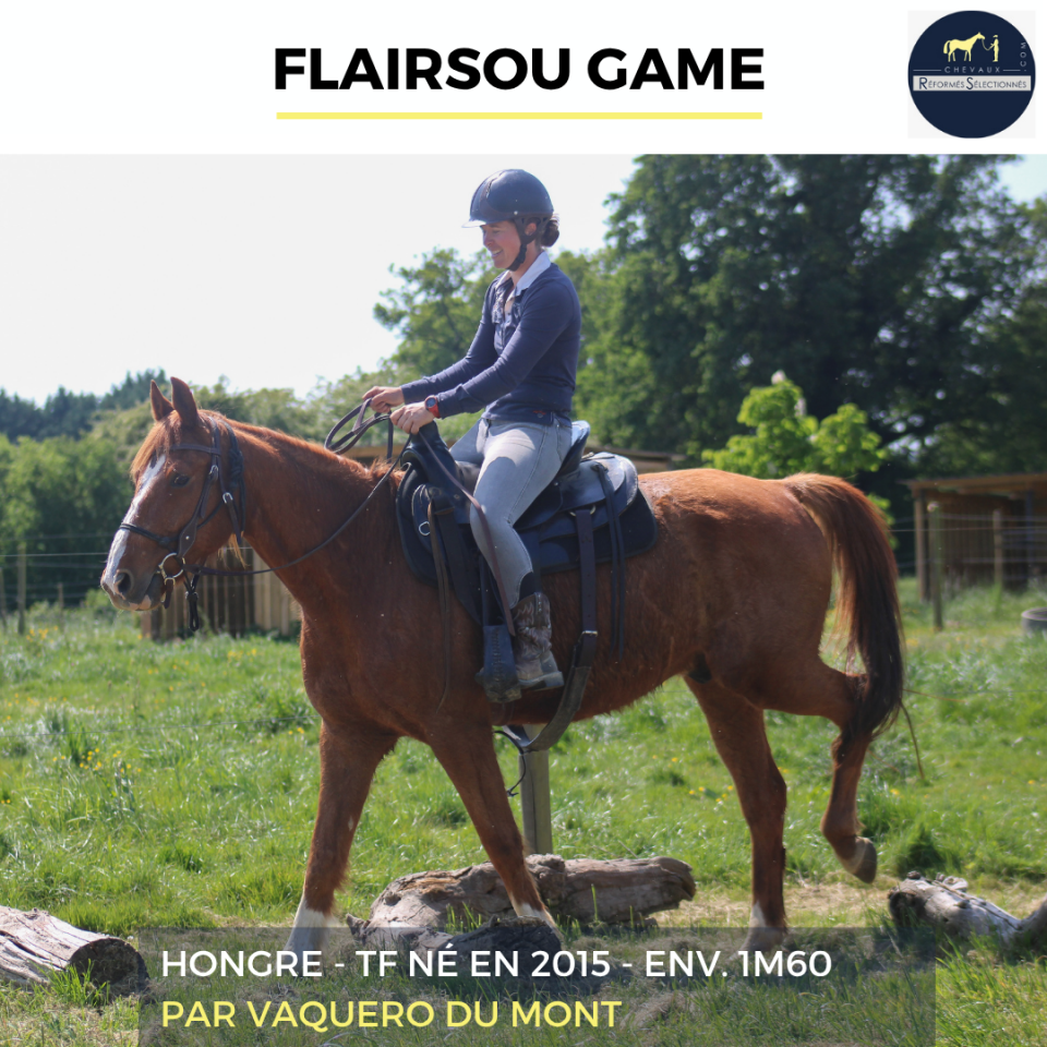 Castrone Trottatore Francese In vendita 2015 Sauro
