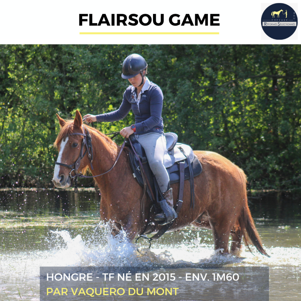 Castrone Trottatore Francese In vendita 2015 Sauro