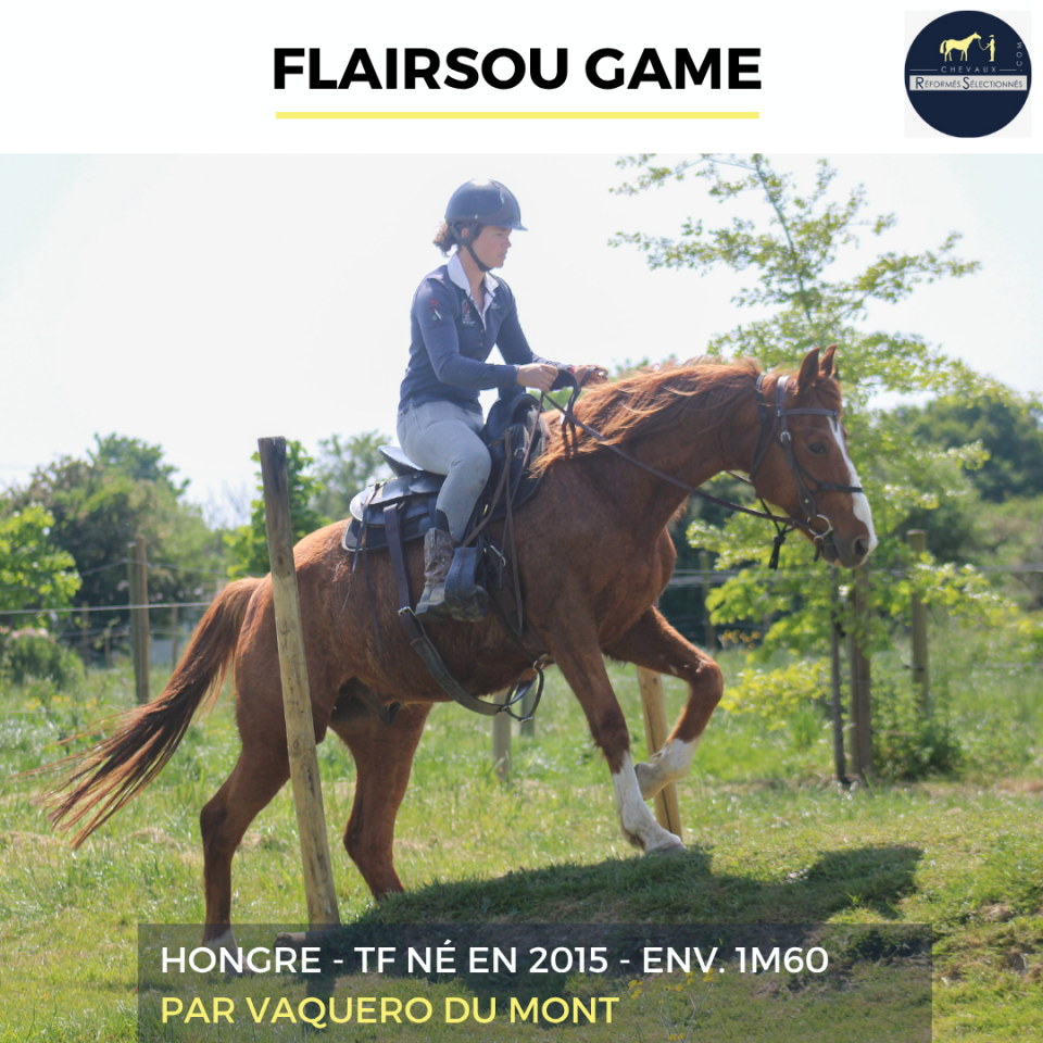 Castrone Trottatore Francese In vendita 2015 Sauro