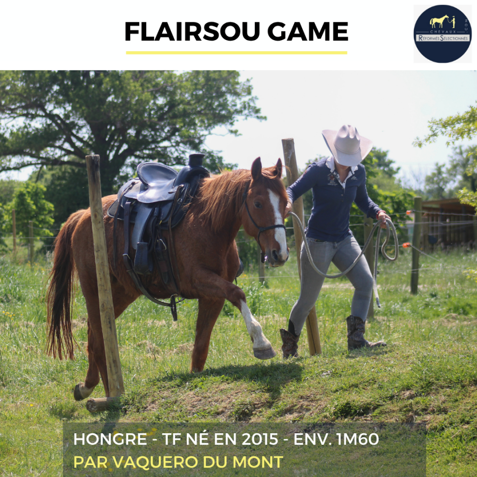 Castrone Trottatore Francese In vendita 2015 Sauro