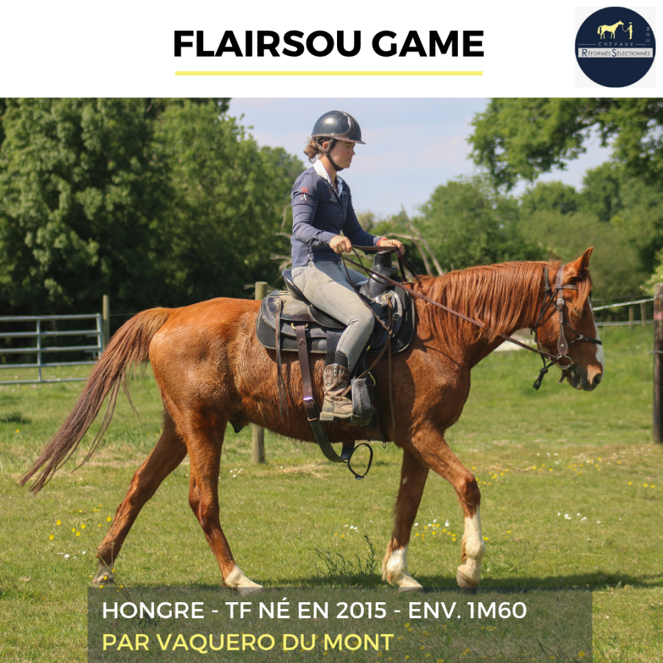 Castrone Trottatore Francese In vendita 2015 Sauro
