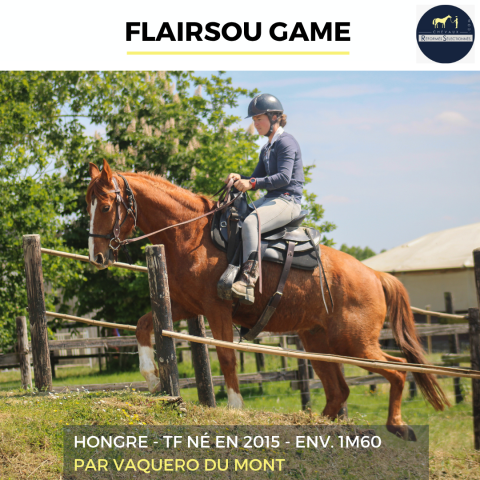 Castrone Trottatore Francese In vendita 2015 Sauro