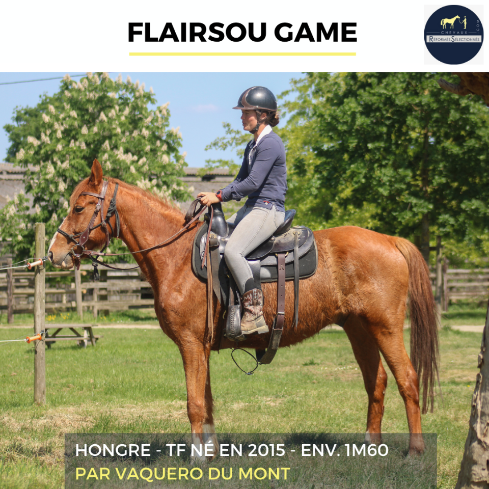Castrone Trottatore Francese In vendita 2015 Sauro