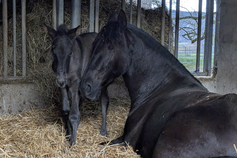 Cavalla PRE Andaluso In vendita 2022 Nero ,  FILANTROPO