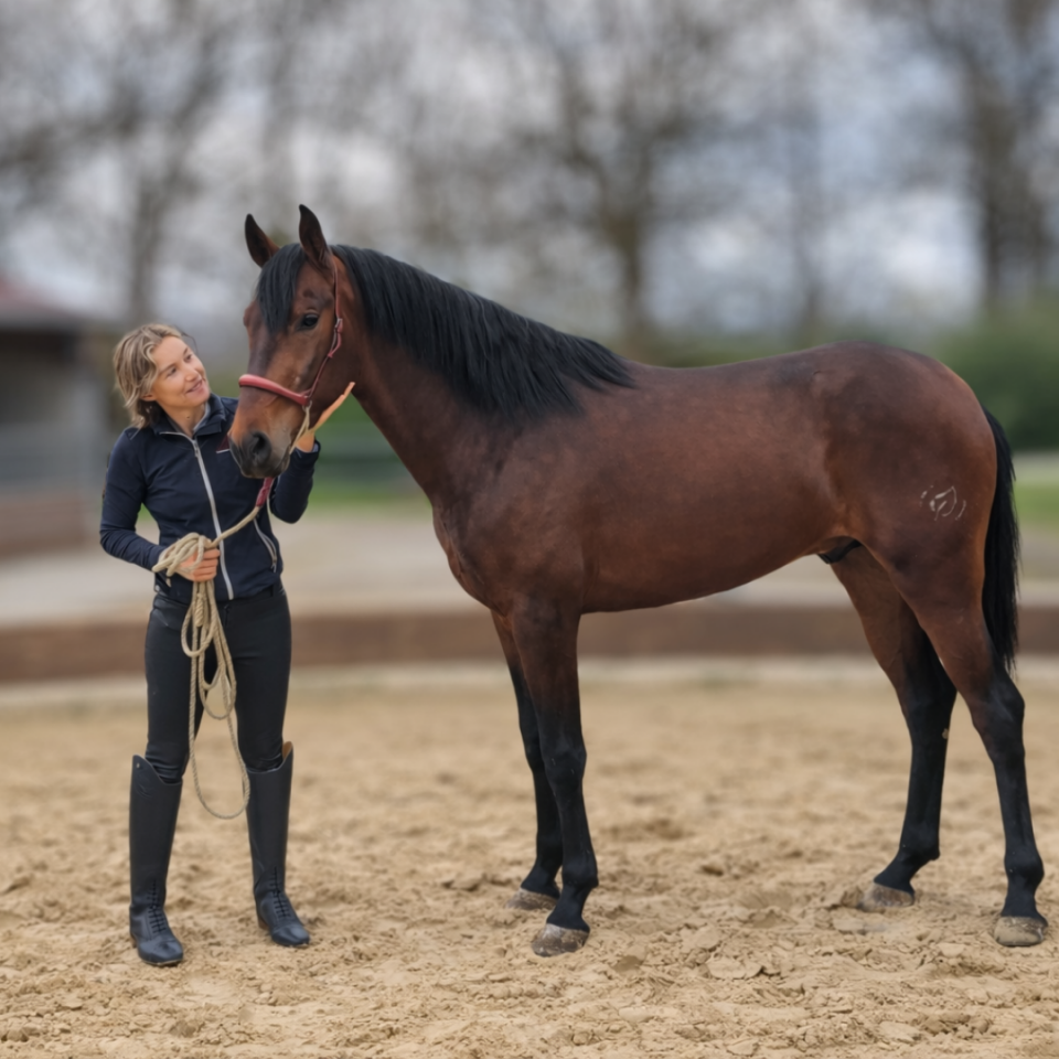 Castrone PRE Andaluso In vendita 2023 Baio