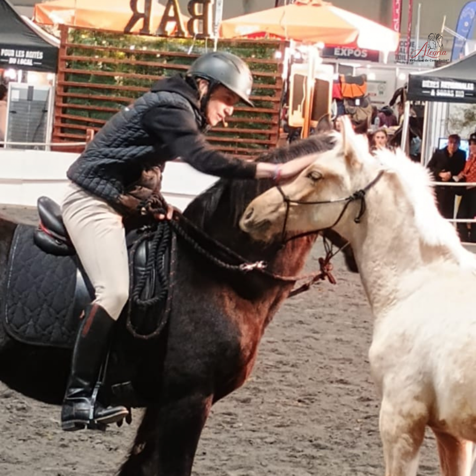 Puledro PRE Andaluso In vendita 2025 Palomino ,  ADAGIO CALLER