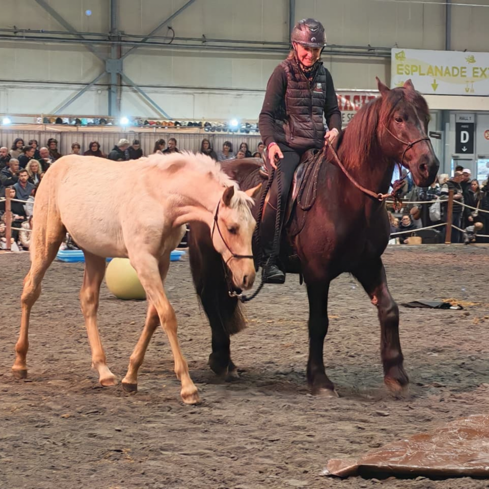 Puledro PRE Andaluso In vendita 2025 Palomino ,  ADAGIO CALLER