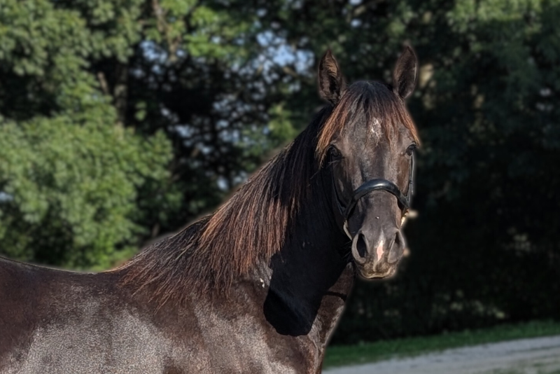 Intero Quarter Horse In vendita 2023 Nero