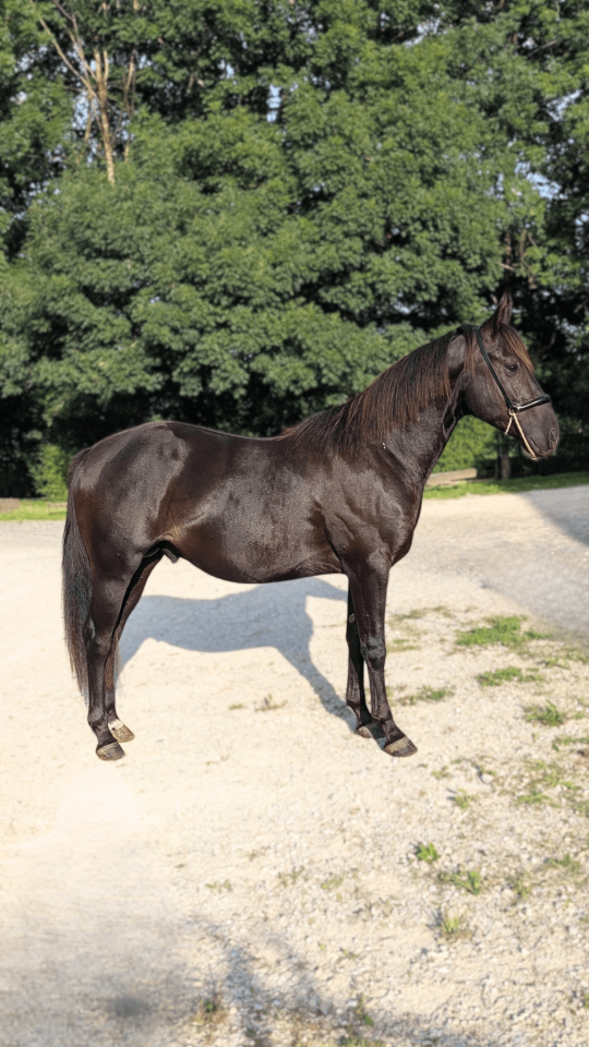 Intero Quarter Horse In vendita 2023 Nero