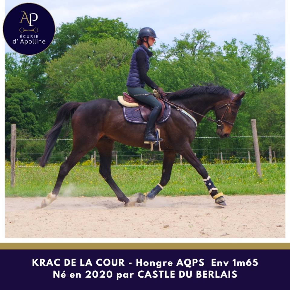 Castrone AQPS In vendita 2020 Baio