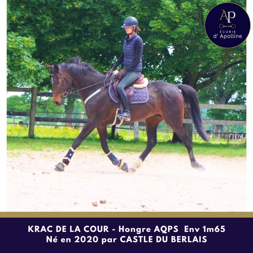 Castrone AQPS In vendita 2020 Baio