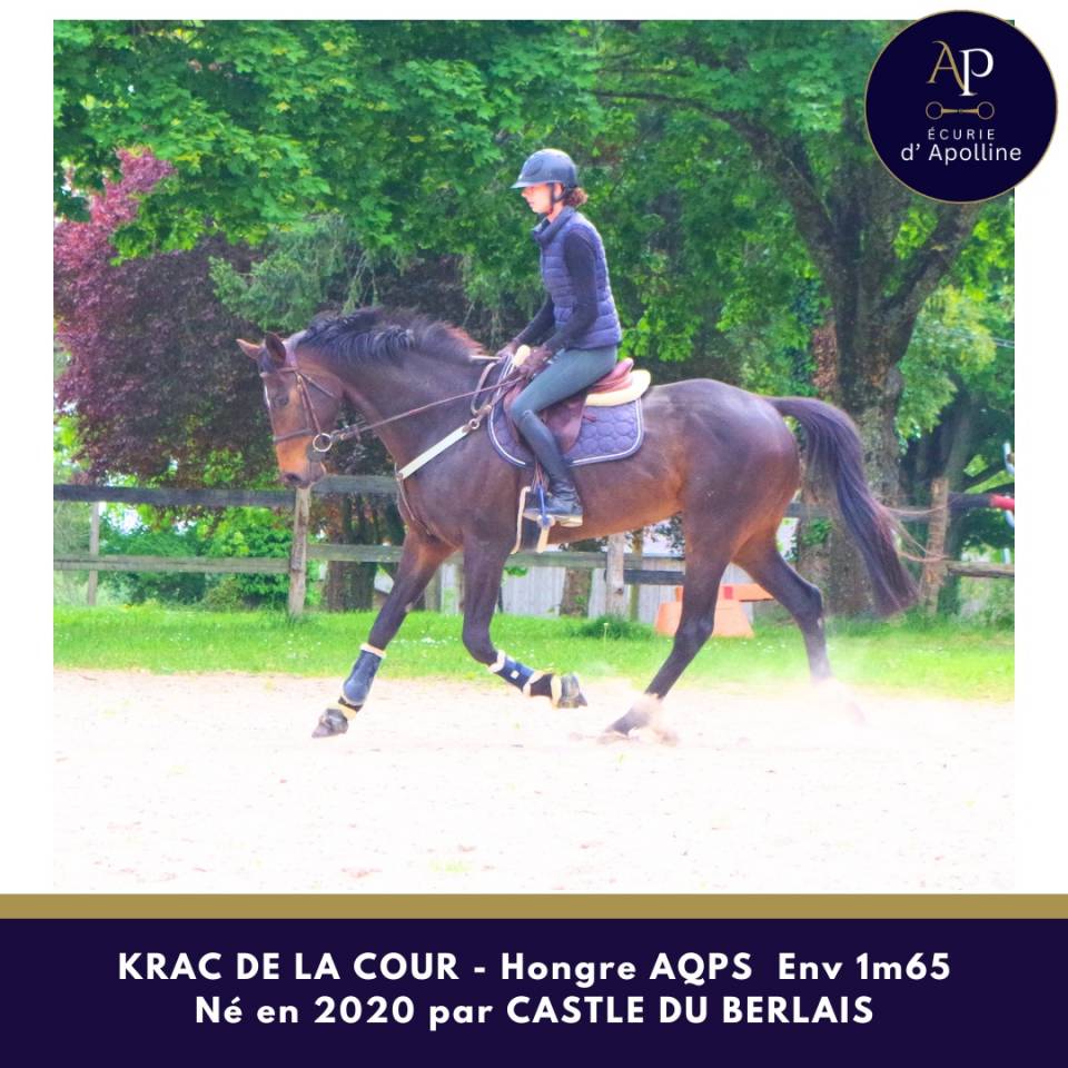 Castrone AQPS In vendita 2020 Baio