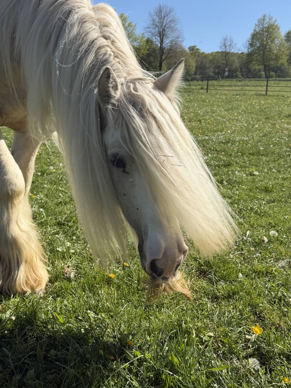 Castrone Gypsy Cob In vendita 2017 Palomino