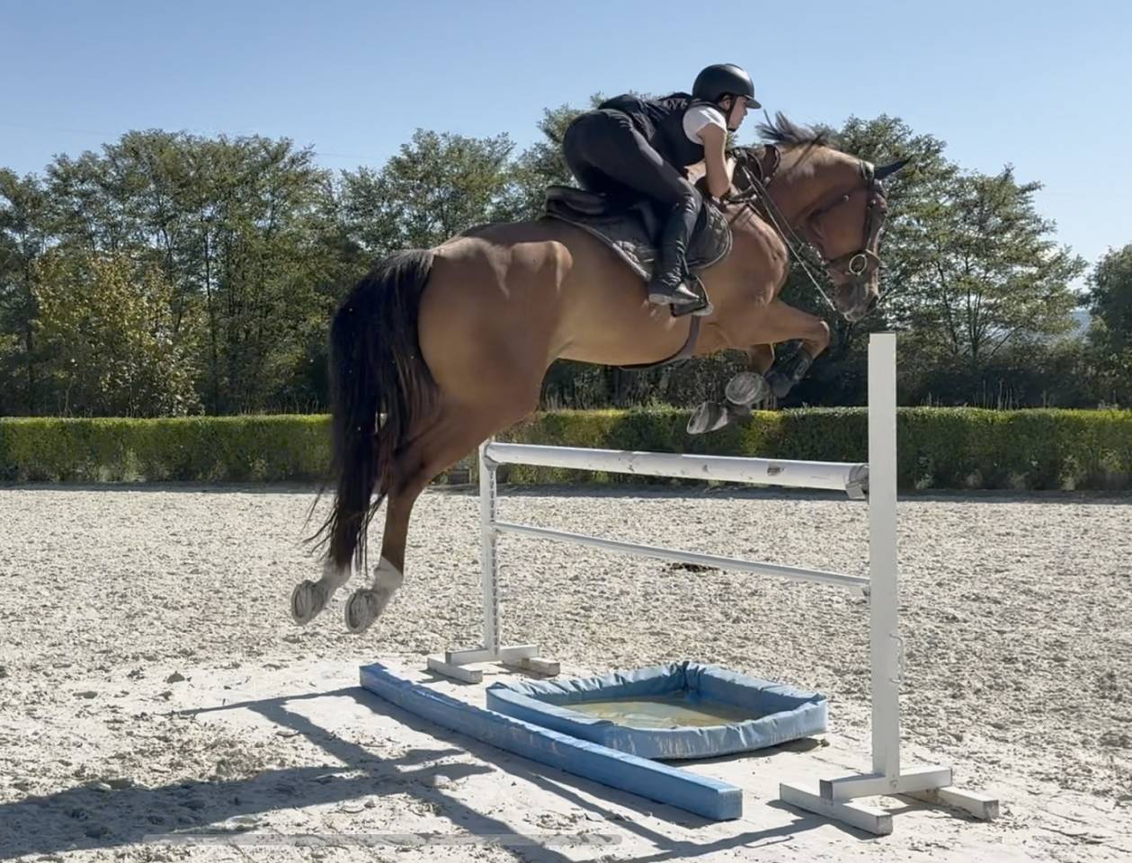 Cavallo francese 7 anni