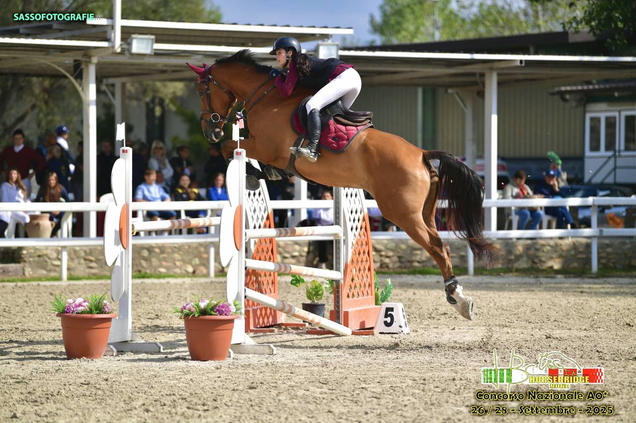 Cavallo francese 7 anni