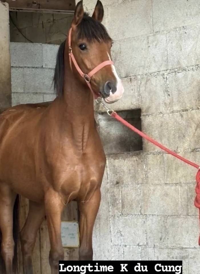 Pony welsh part bred wpb 