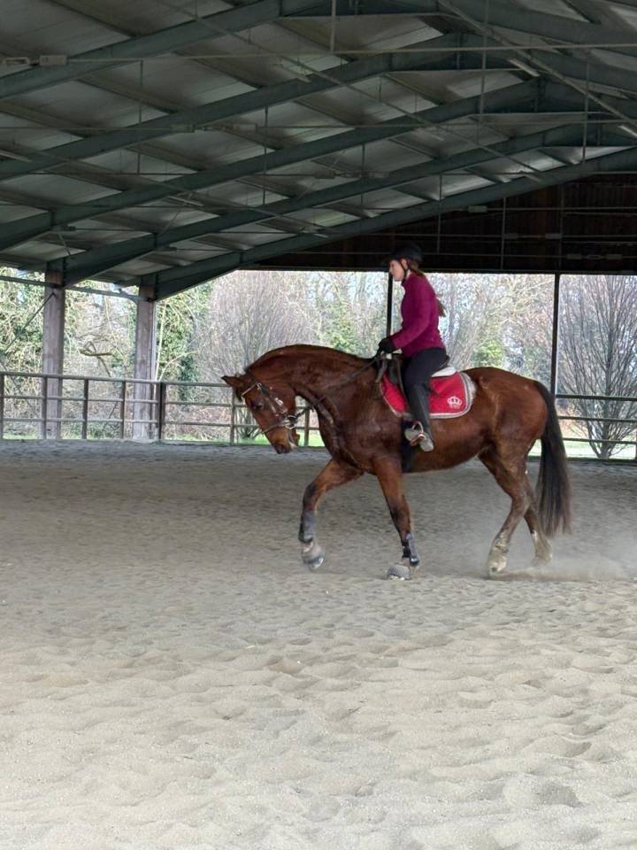 Cedo cavalla 17 anni, anche come fattrice