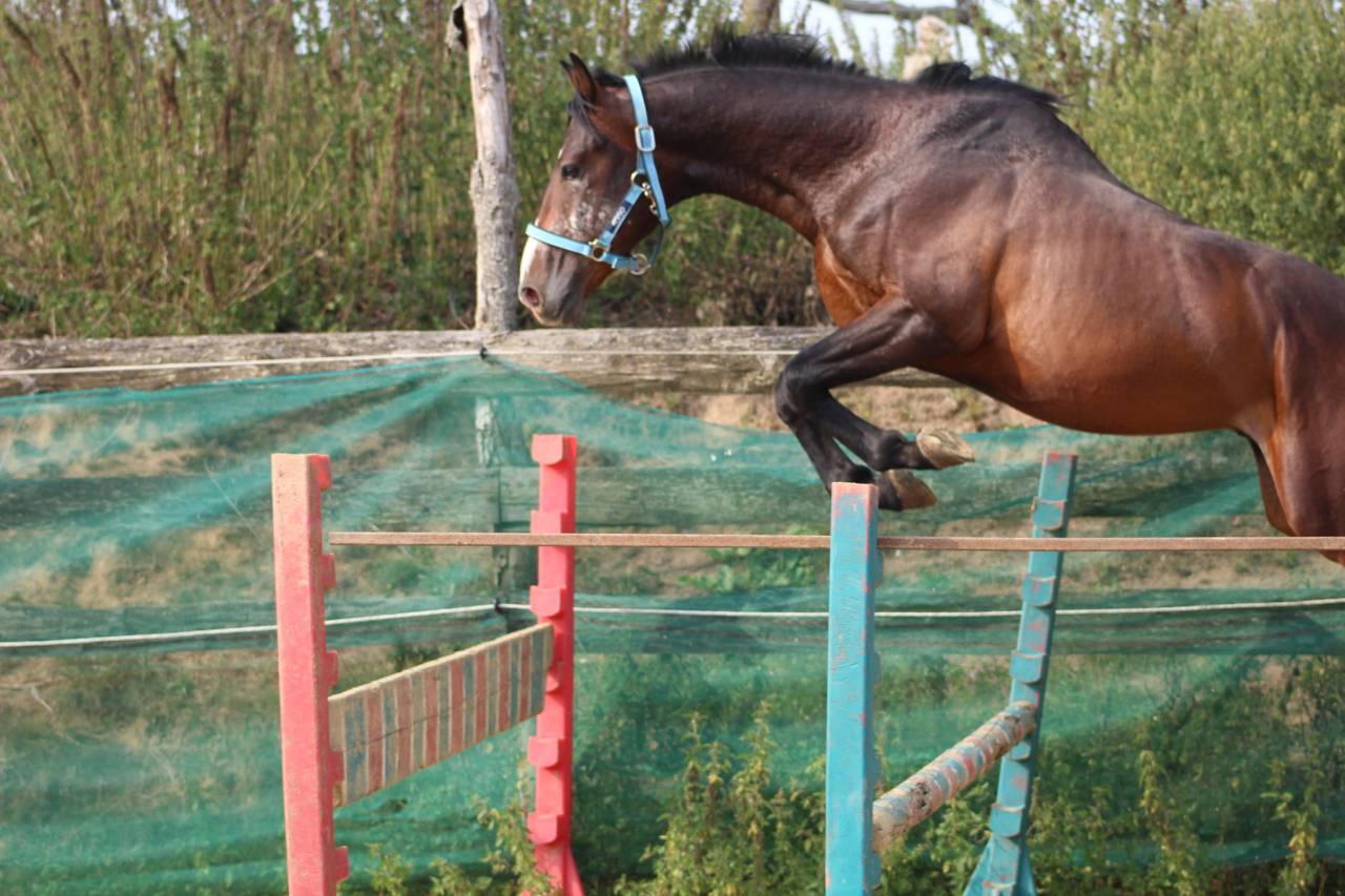 Castrone Pony da Sella Belgio In vendita 2022 Baio scuro ,  dallas van overis