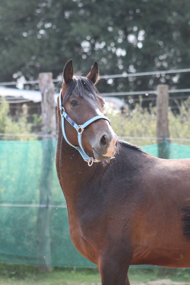 Castrone Pony da Sella Belgio In vendita 2022 Baio scuro ,  dallas van overis