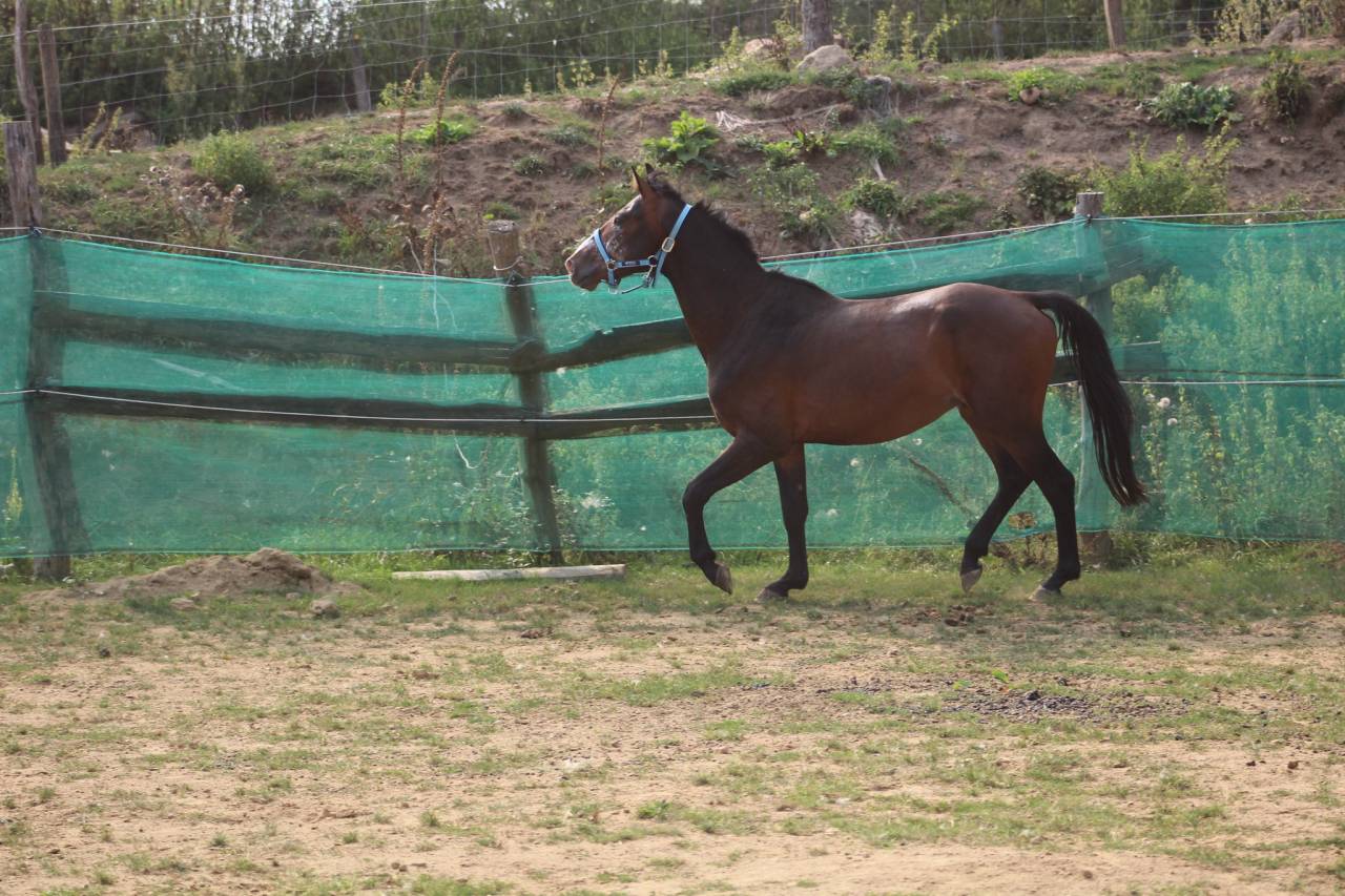 Castrone Pony da Sella Belgio In vendita 2022 Baio scuro ,  dallas van overis