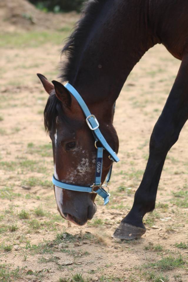 Castrone Pony da Sella Belgio In vendita 2022 Baio scuro ,  dallas van overis
