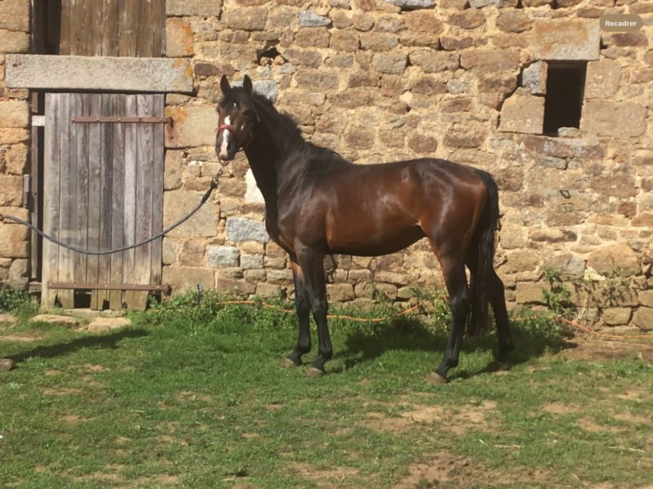 Castrone Pony da Sella Belgio In vendita 2022 Baio scuro ,  dallas van overis