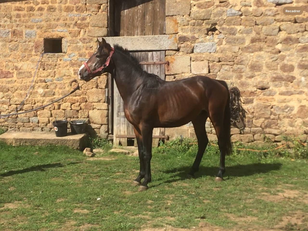 Castrone Pony da Sella Belgio In vendita 2022 Baio scuro ,  dallas van overis
