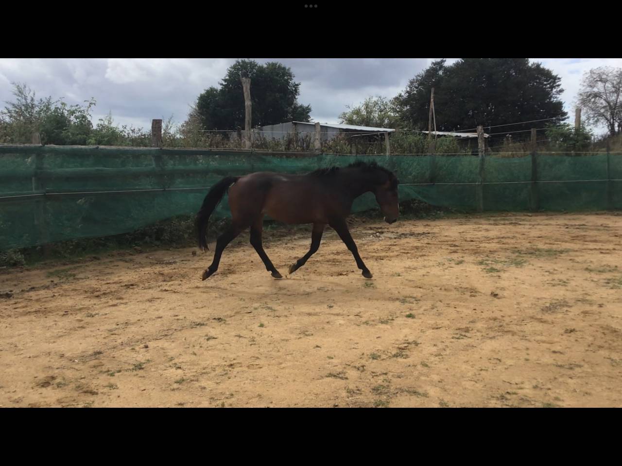 Castrone Pony da Sella Belgio In vendita 2022 Baio scuro ,  dallas van overis