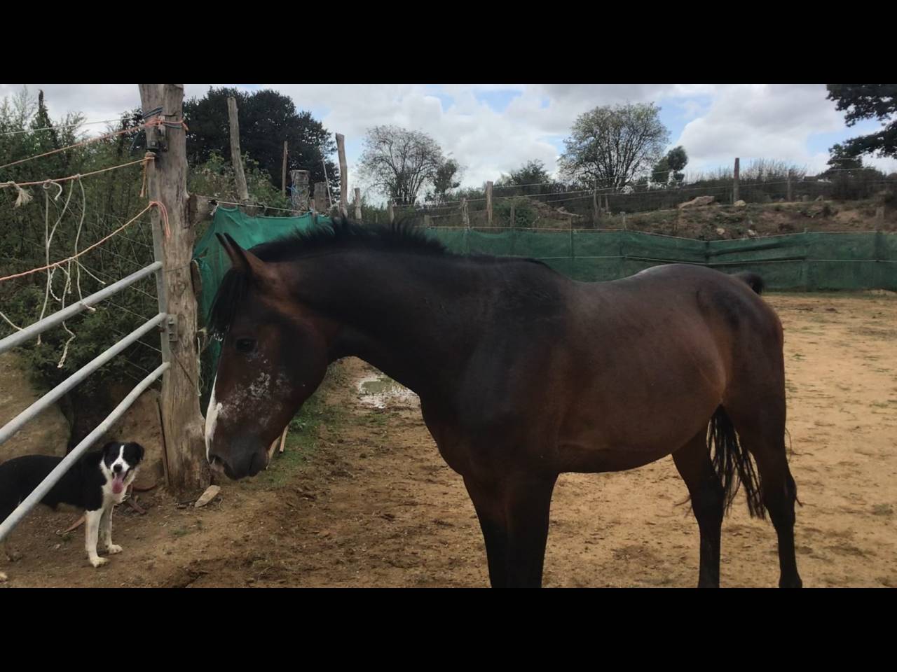 Castrone Pony da Sella Belgio In vendita 2022 Baio scuro ,  dallas van overis