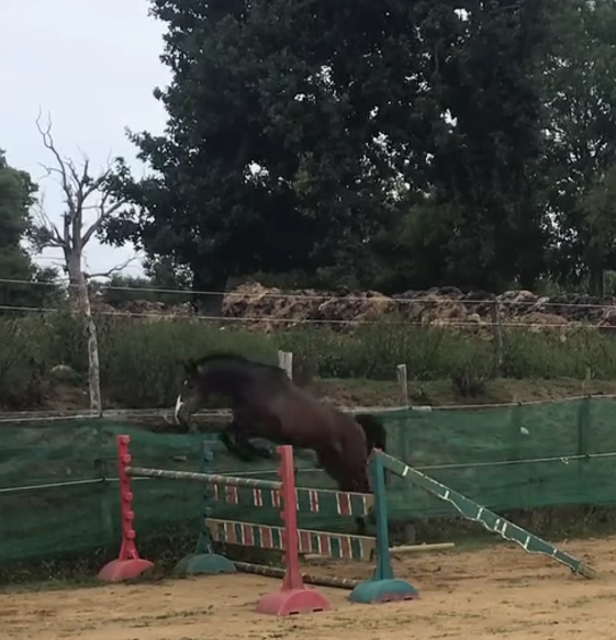 Castrone Pony da Sella Belgio In vendita 2022 Baio scuro ,  dallas van overis