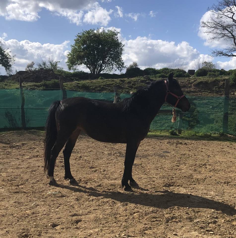 Cavalla Pony da Sella Belgio In vendita 2021 Nero