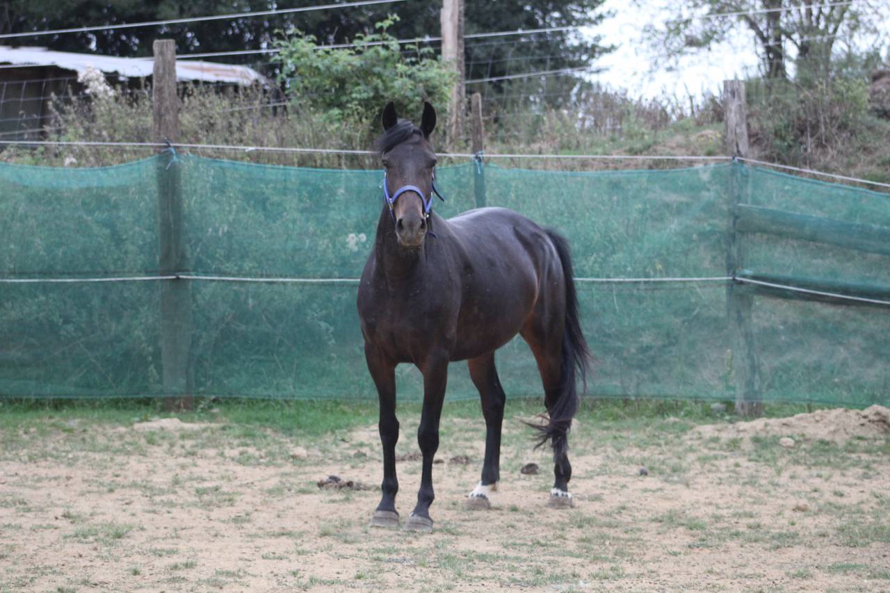 Cavalla Pony da Sella Belgio In vendita 2021 Nero