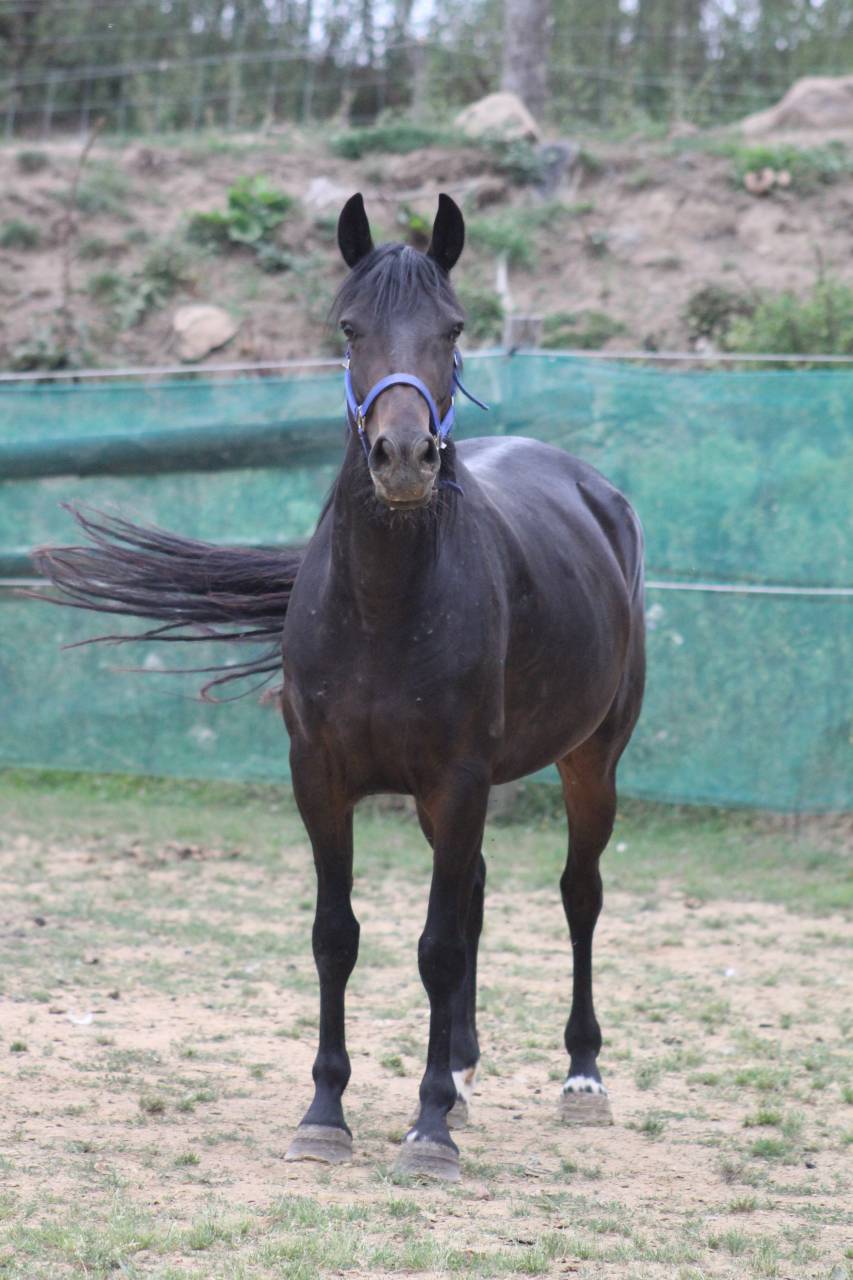 Cavalla Pony da Sella Belgio In vendita 2021 Nero