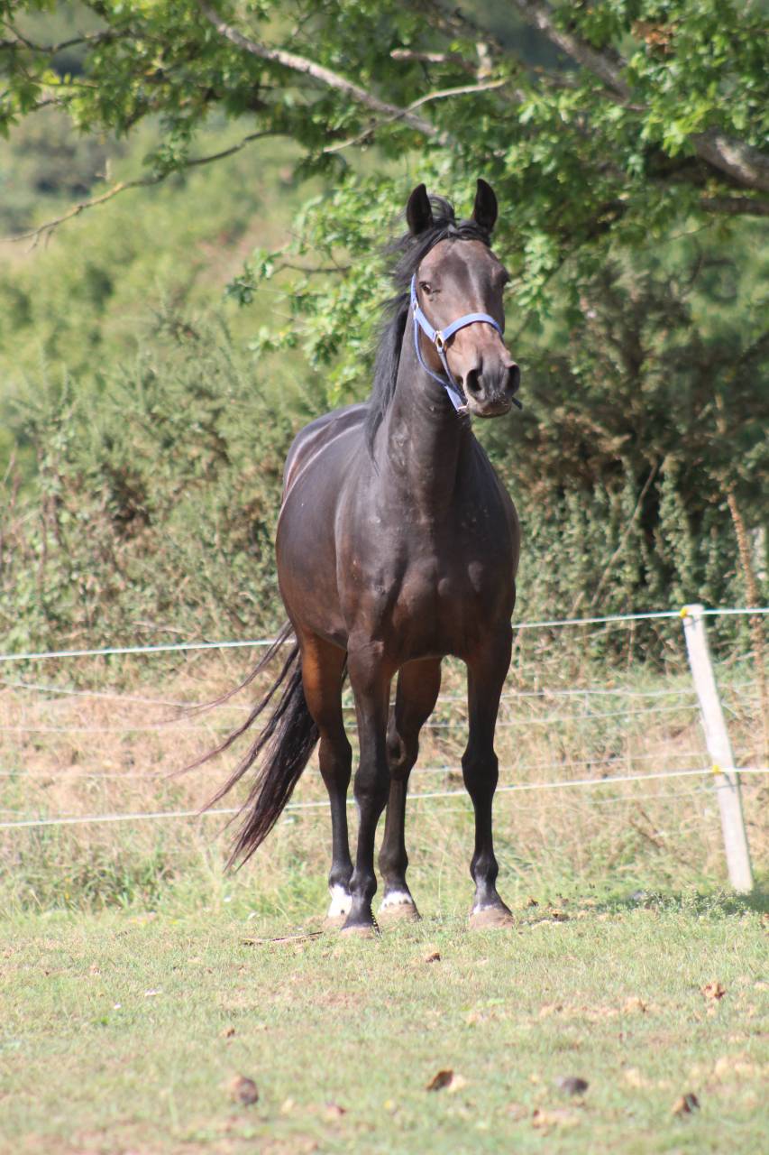 Cavalla Pony da Sella Belgio In vendita 2021 Nero