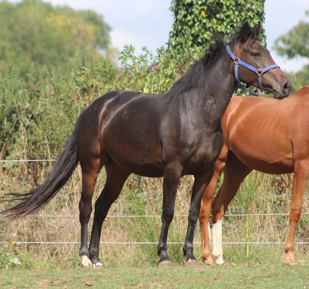 Cavalla Pony da Sella Belgio In vendita 2021 Nero